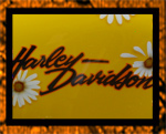 Daisies on yellow Sportster
